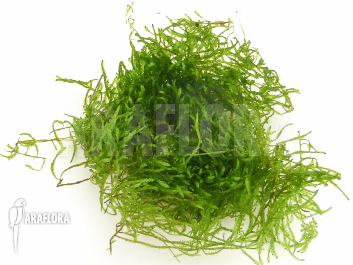 Taxiphyllum Flame moss