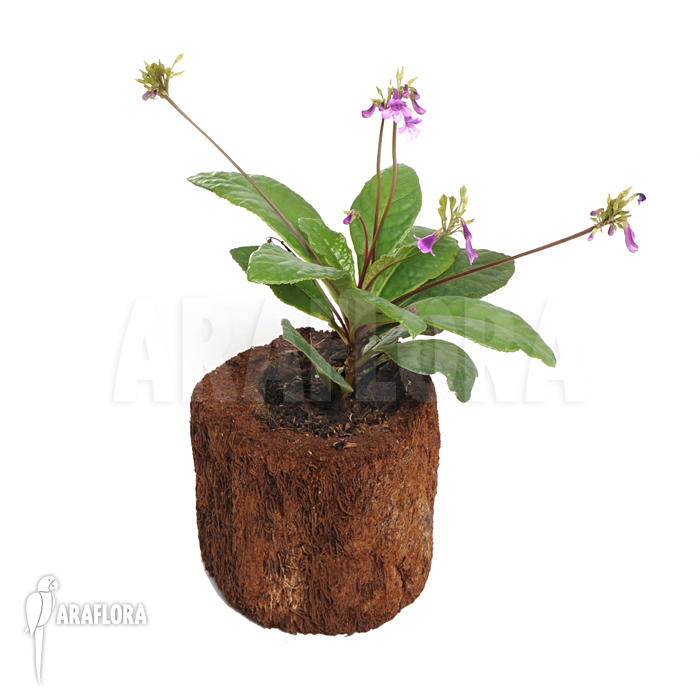 Tetranema roseum &lsquo;Mexican foxglove&rsquo;