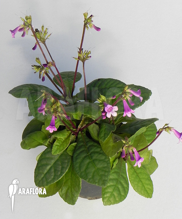 Tetranema roseum &lsquo;Mexican foxglove&rsquo;