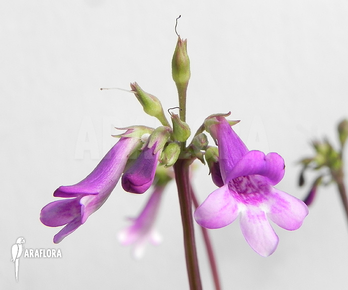 Tetranema roseum &lsquo;Mexican foxglove&rsquo;