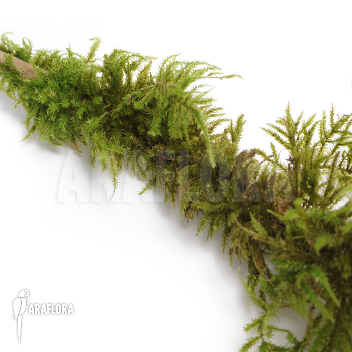 Thuidium moss species