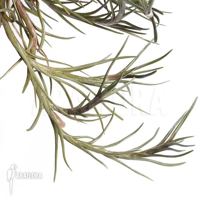 Tillandsia albertiana