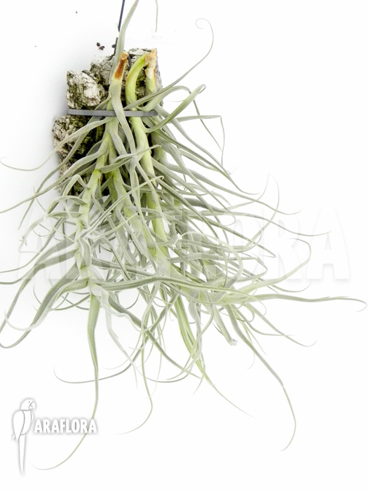 Tillandsia arhiza