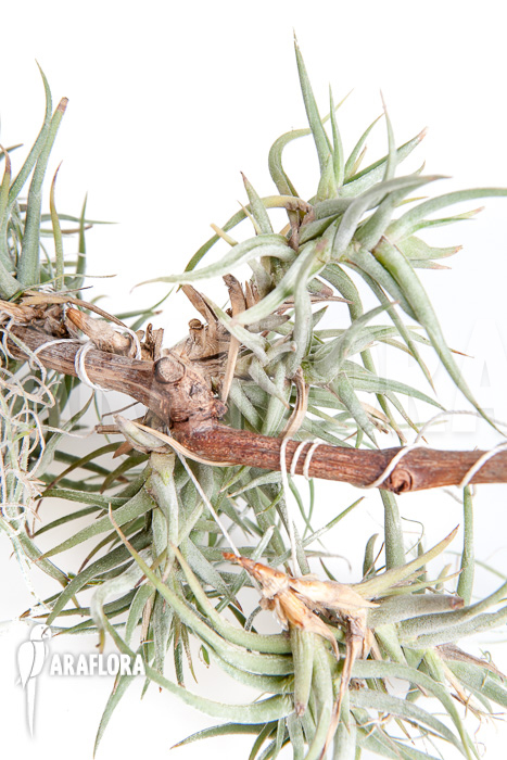 Tillandsia bandensis