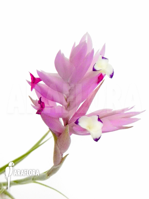 Tillandsia cacticola Flower