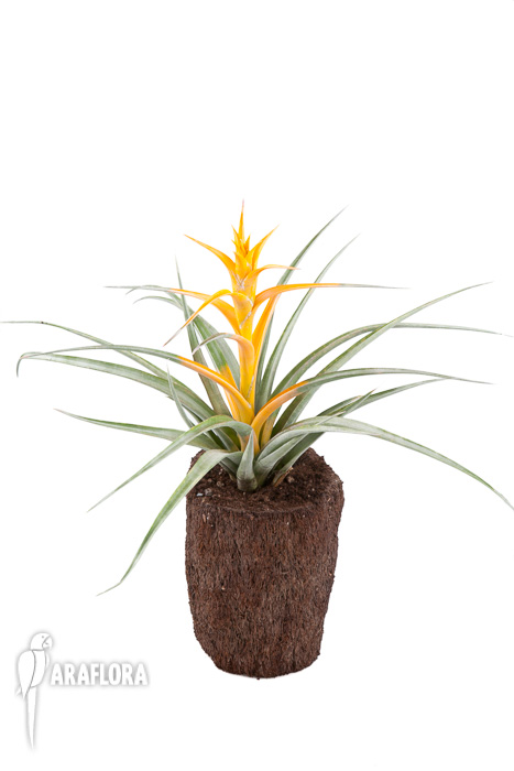 Tillandsia capitata &lsquo;Maya Gold&rsquo;