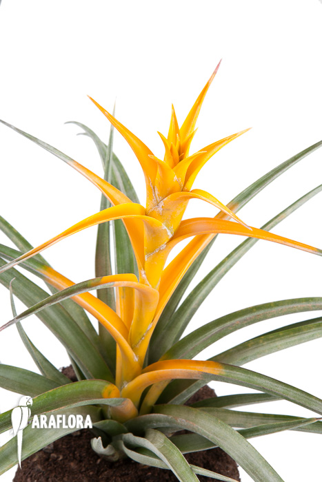 Tillandsia capitata &lsquo;Maya Gold&rsquo;