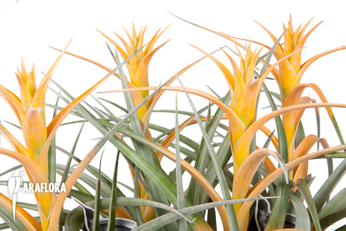 Tillandsia capitata &lsquo;Maya Gold&rsquo;