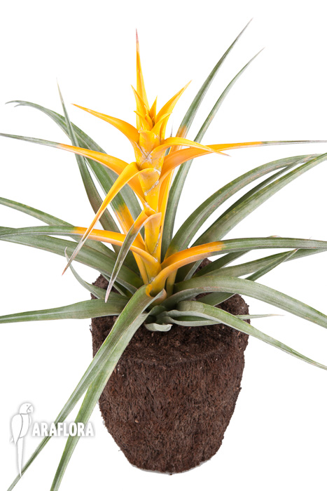 Tillandsia capitata &lsquo;Maya Gold&rsquo;