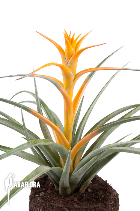 Tillandsia capitata &lsquo;Maya Gold&rsquo;