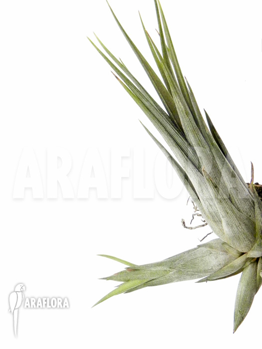 Tillandsia circinnatoides