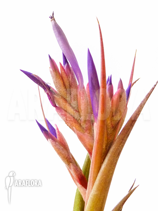 Tillandsia circinnatoides flower