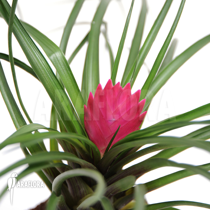 Tillandsia cyanea