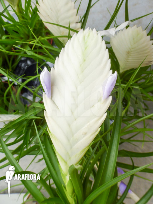Tillandsia cyanea Ivory tower