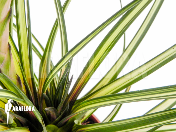 Tillandsia cyanea &lsquo;Variagated&rsquo;