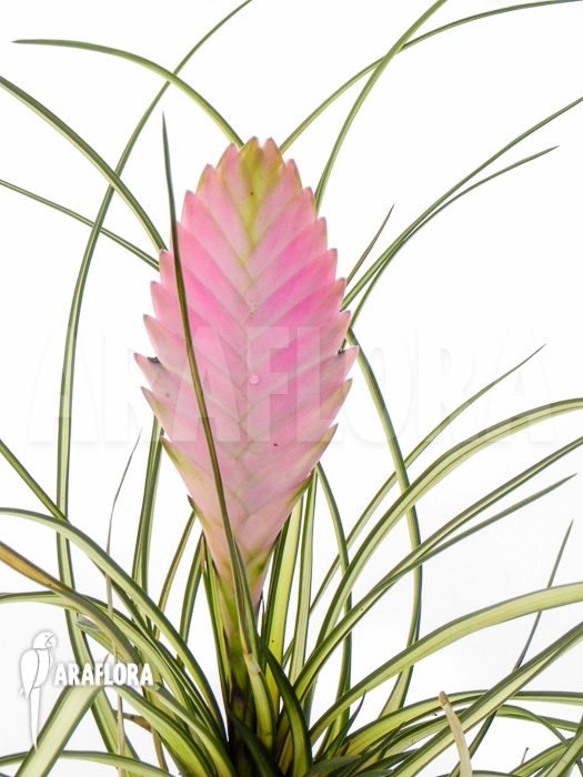 Tillandsia cyanea &lsquo;Variagated&rsquo;