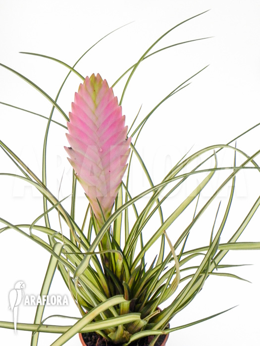 Tillandsia cyanea &lsquo;Variagated&rsquo;