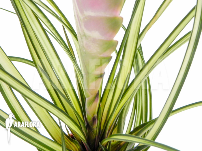 Tillandsia cyanea &lsquo;Variagated&rsquo;