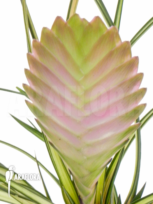 Tillandsia cyanea &lsquo;Variagated&rsquo;