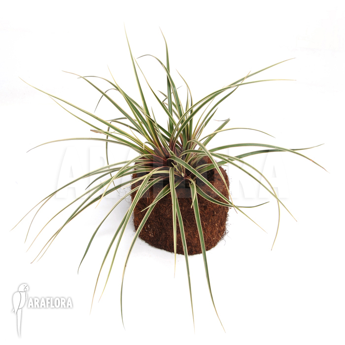 Tillandsia cyanea &lsquo;Variagated&rsquo;