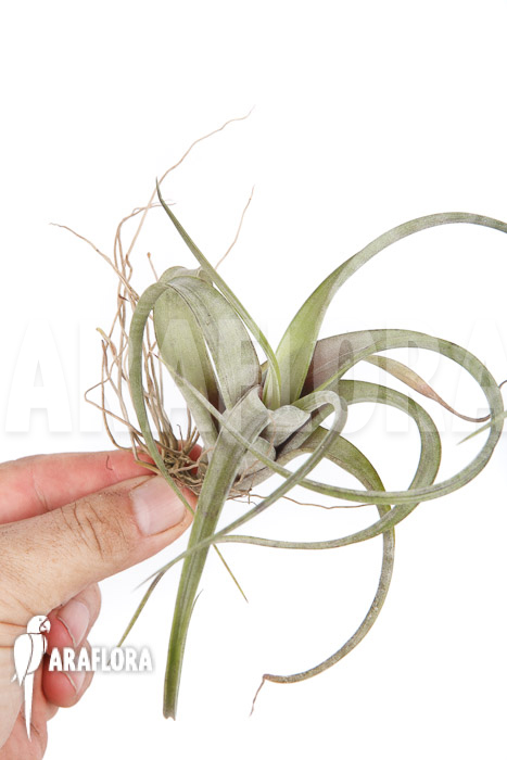 Tillandsia flexuosa