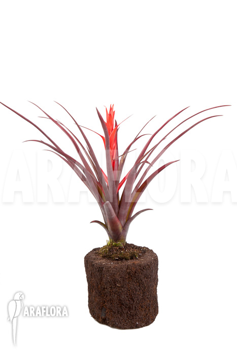 Tillandsia foliosa