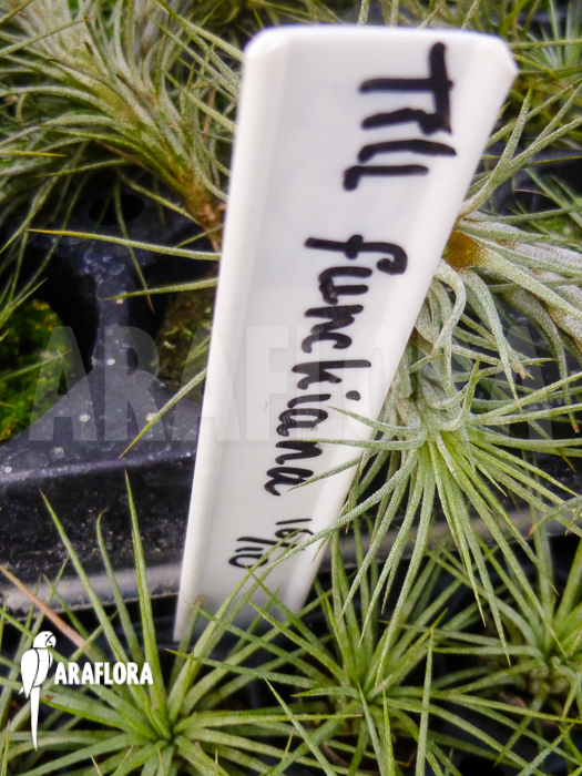 Tillandsia funckiana