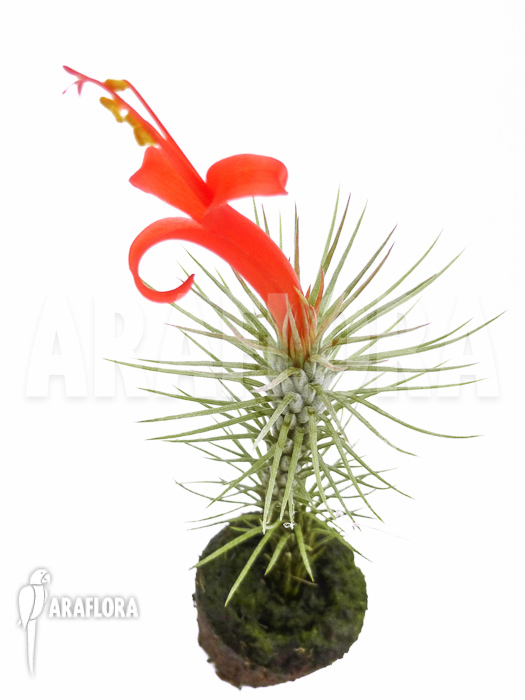 Tillandsia-funckiana-2