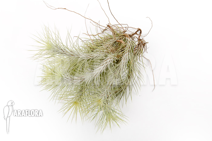 Tillandsia funckiana &lsquo;L&rsquo;