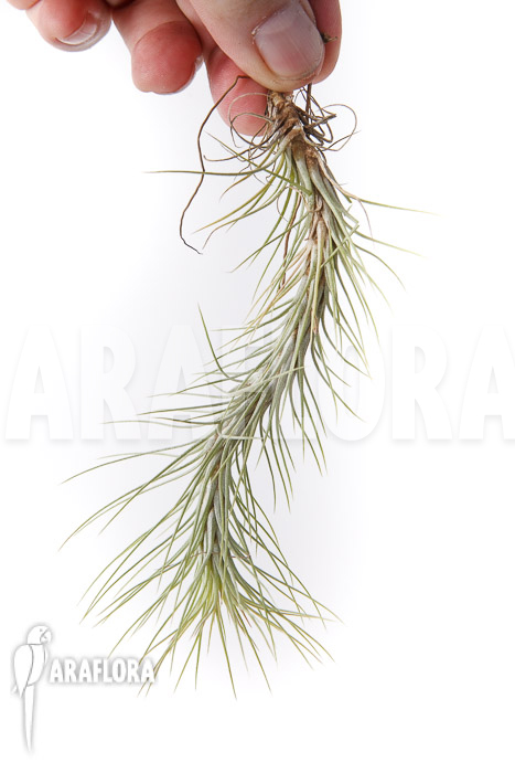 Tillandsia funckiana &lsquo;L&rsquo;