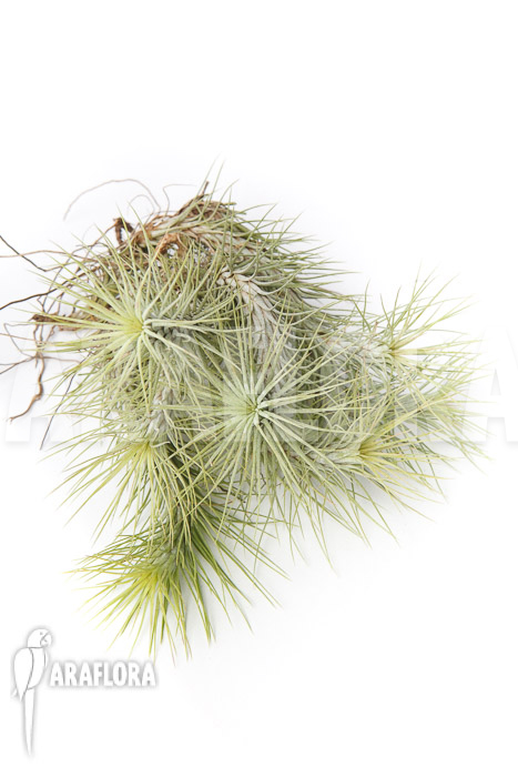 Tillandsia funckiana &lsquo;L&rsquo;