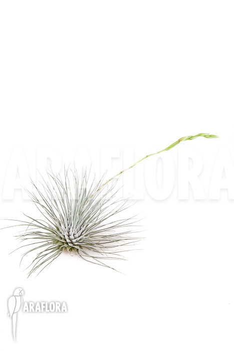 Tillandsia gracilis