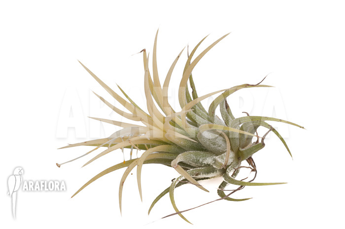 Tillandsia ionantha Druid
