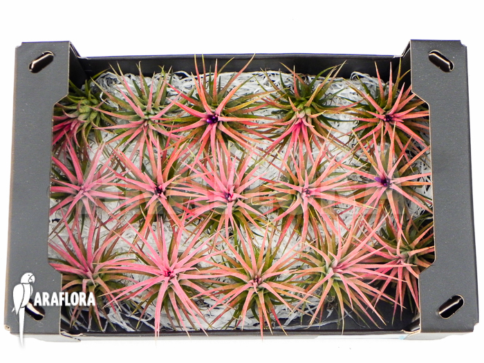 Tillandsia ionantha assorted