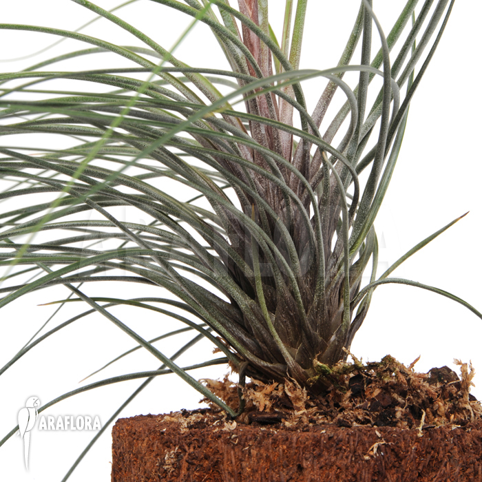 Tillandsia juncea
