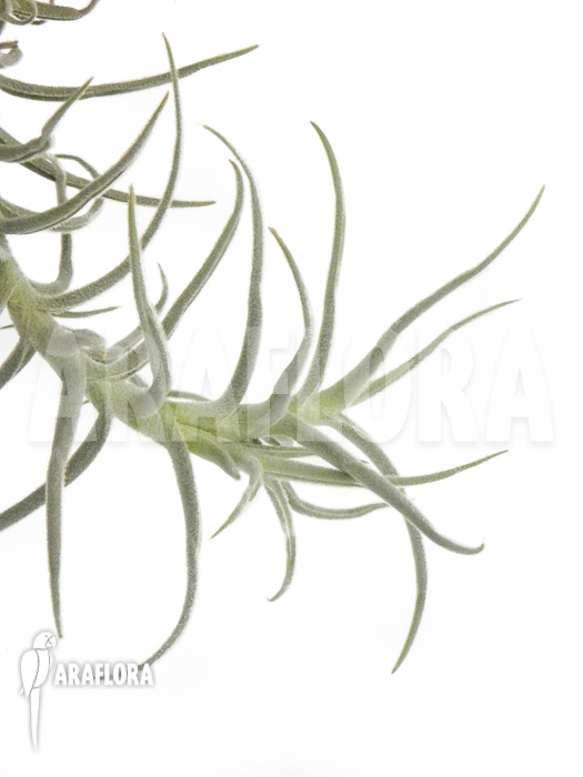 Tillandsia landbeckii S
