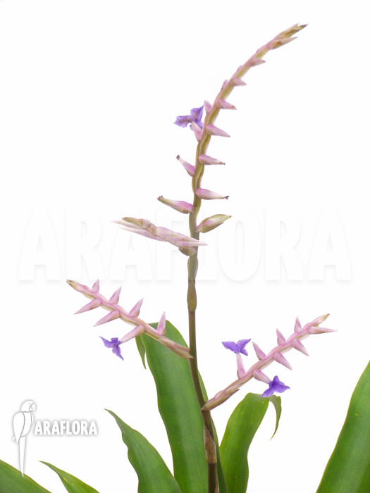 Tillandsia laxissima flower