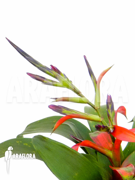 Tillandsia-leiboldiana-detail-2