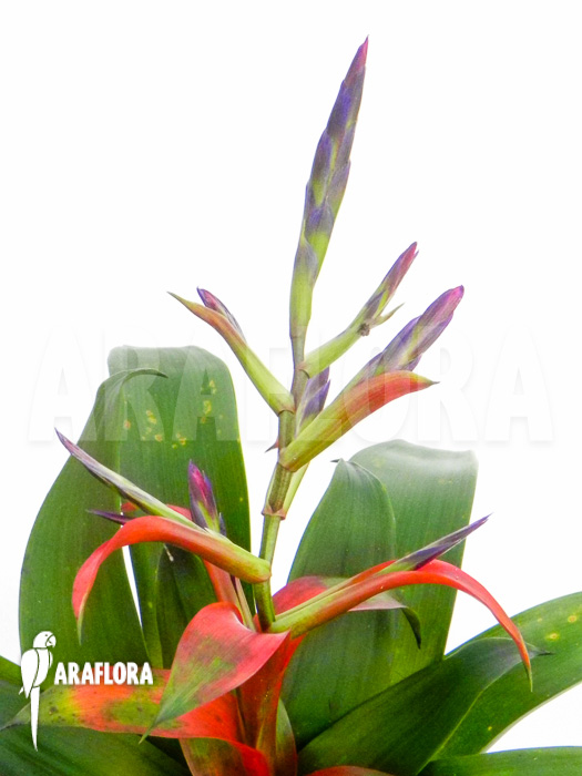 Tillandsia leiboldiana var. guttata