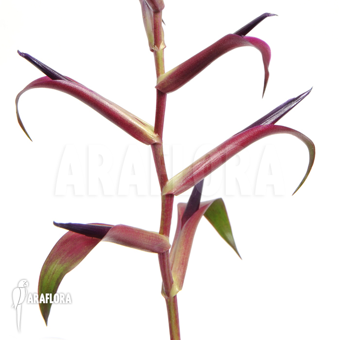 Tillandsia leiboldiana var. guttata