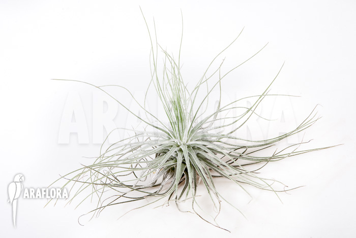 Tillandsia magnusiana&rsquo; starter&rsquo;