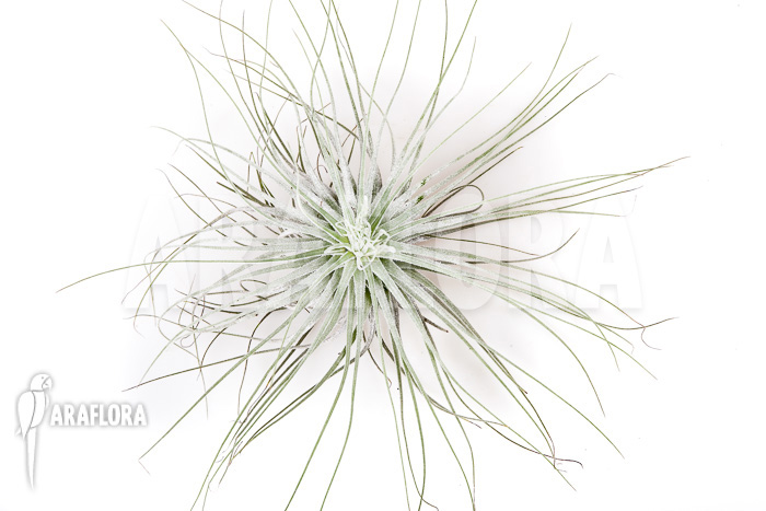 Tillandsia magnusiana&rsquo; starter&rsquo;