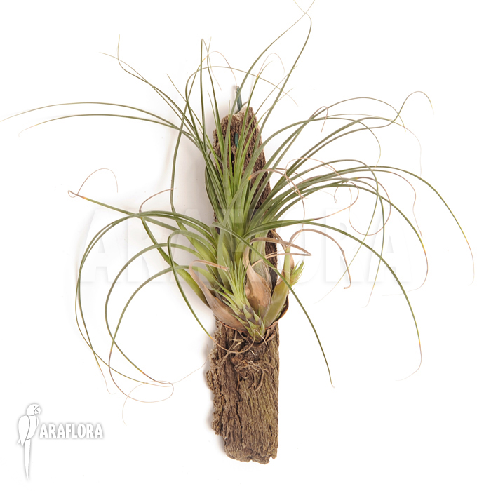 Tillandsia melanocrater