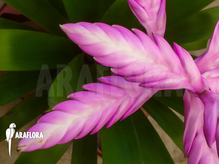 Tillandsia platyrhachis