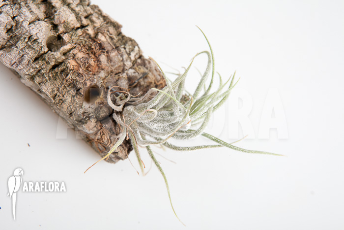 Tillandsia pruinosa