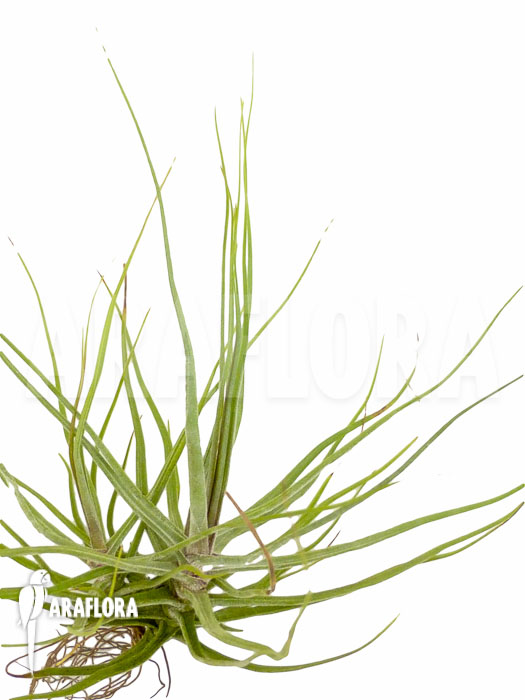 Tillandsia schiedeana