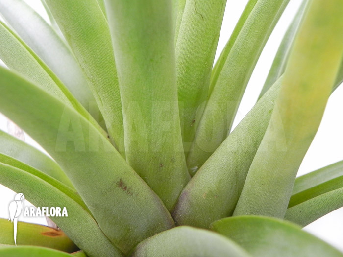 Tillandsia secunda