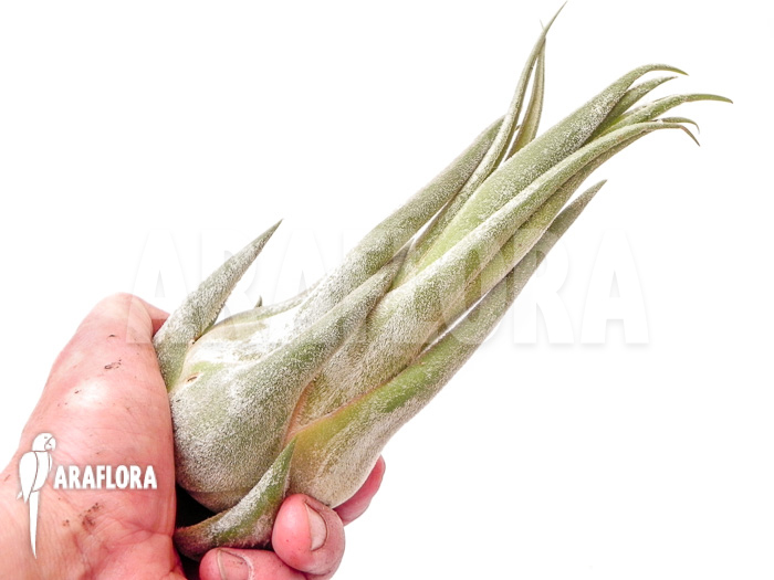 Tillandsia seleriana
