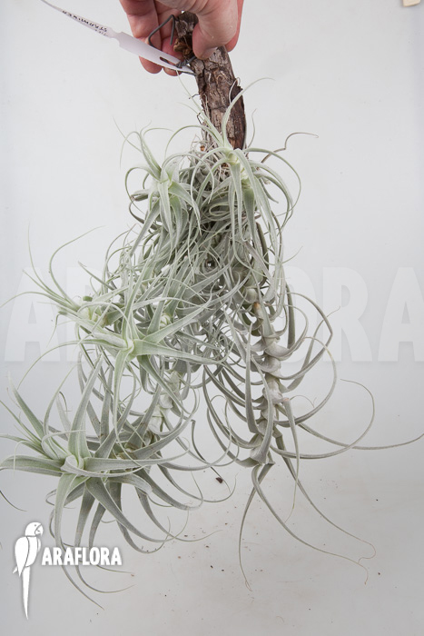 Tillandsia straminae