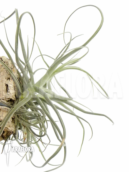 Tillandsia streptocarpa